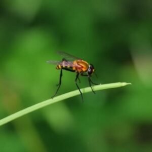 Best Antihistamine for Insect Bites